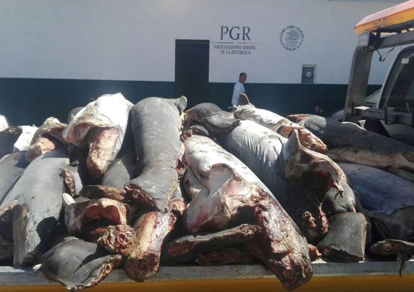 Dejan casi 300 tiburones muertos en carretera de Michoacán