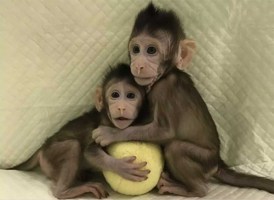 Monos son clonan por primera vez con el método de ‘Dolly’ | El Imparcial de Oaxaca