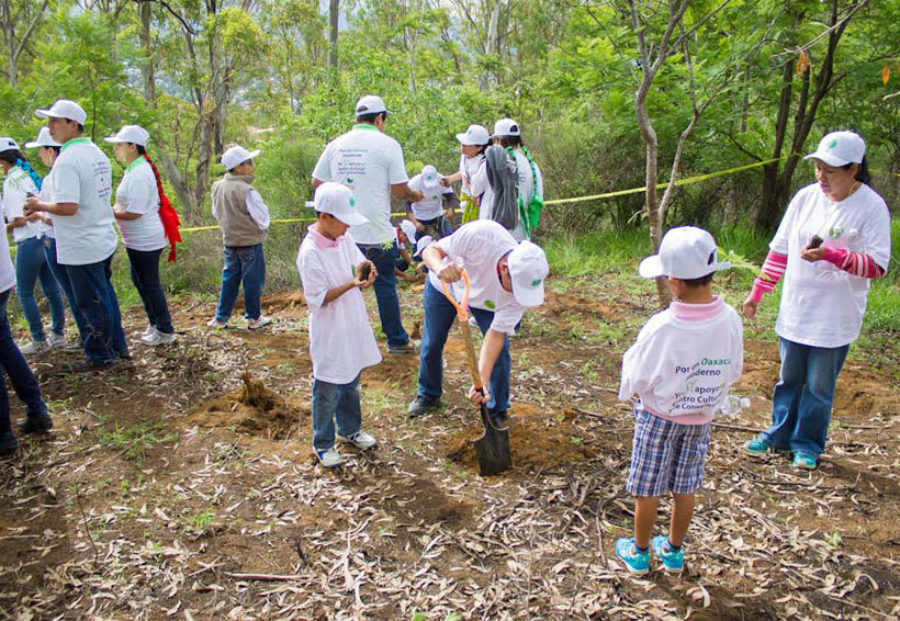 Impulsan reforestación y mantenimiento de árboles en Oaxaca | El Imparcial de Oaxaca Impulsan reforestación y mantenimiento de árboles en Oaxaca | El Imparcial de Oaxaca