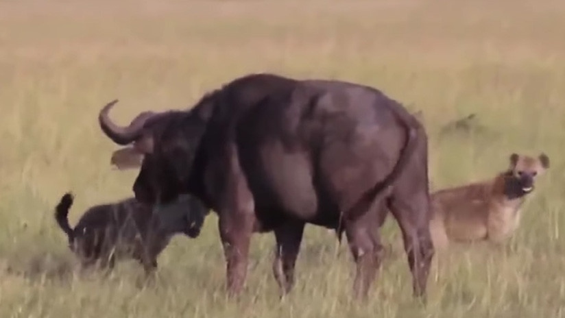 Video: Hienas le arrancan los testículos a un búfalo y lo devoran vivo | El Imparcial de Oaxaca