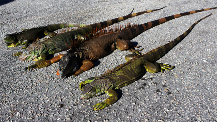 Iguanas “descongeladas” atacan a ciudadanos de Florida | El Imparcial de Oaxaca