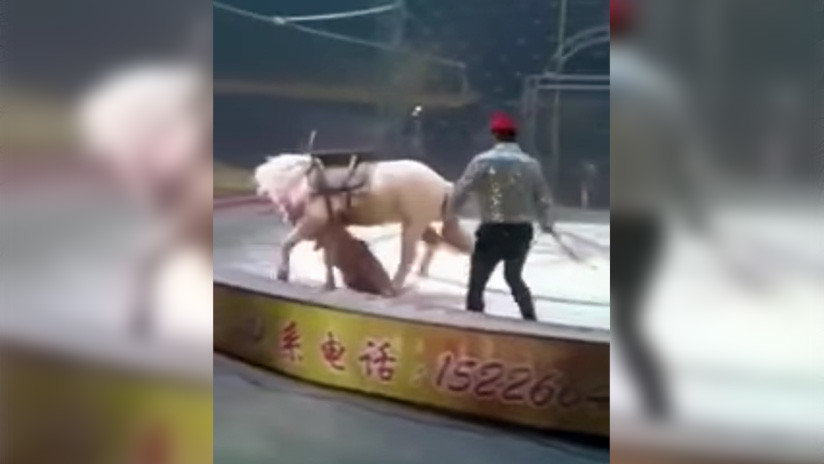 Un tigre y una leona atacan a un caballo en plena función de un circo chino | El Imparcial de Oaxaca