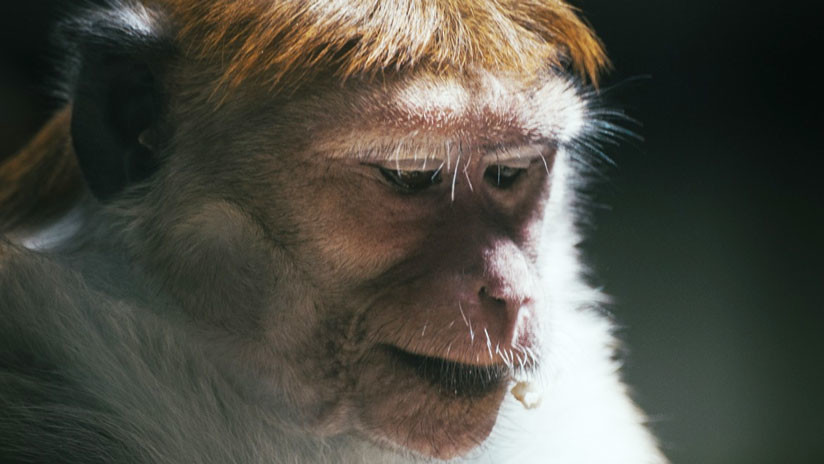 Un híbrido humano y chimpancé habría nacido en un laboratorio de EE.UU. | El Imparcial de Oaxaca