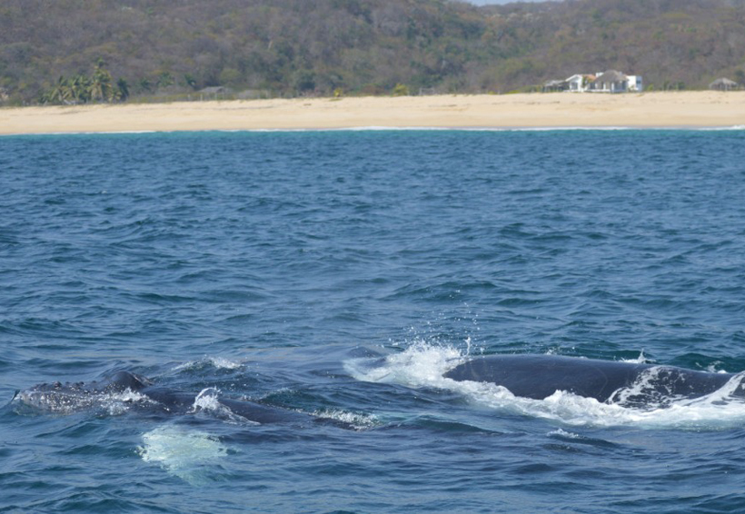 En el Pacífico Sur, Oaxaca, único en avistamiento de ballenas | El Imparcial de Oaxaca