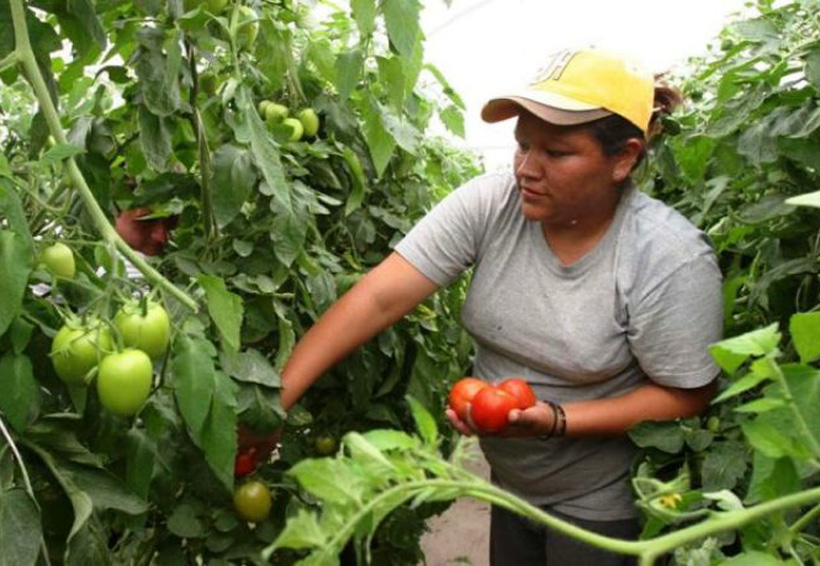 Capacitarán a mujeres de Tuxtepec que se dedican al campo | El Imparcial de Oaxaca
