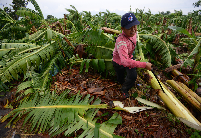 Desciende 80% producción  de plátano macho en San Bartolo, Oaxaca | El Imparcial de Oaxaca