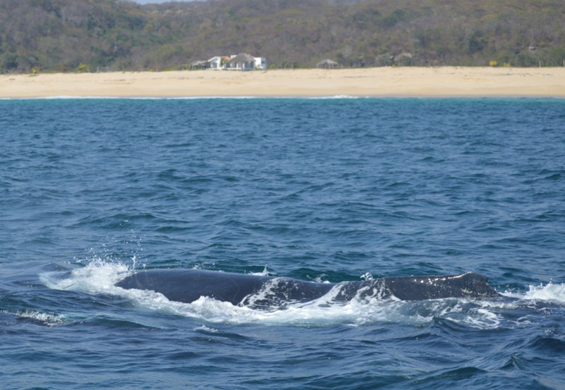 Nace ballenato en la Costa de Oaxaca