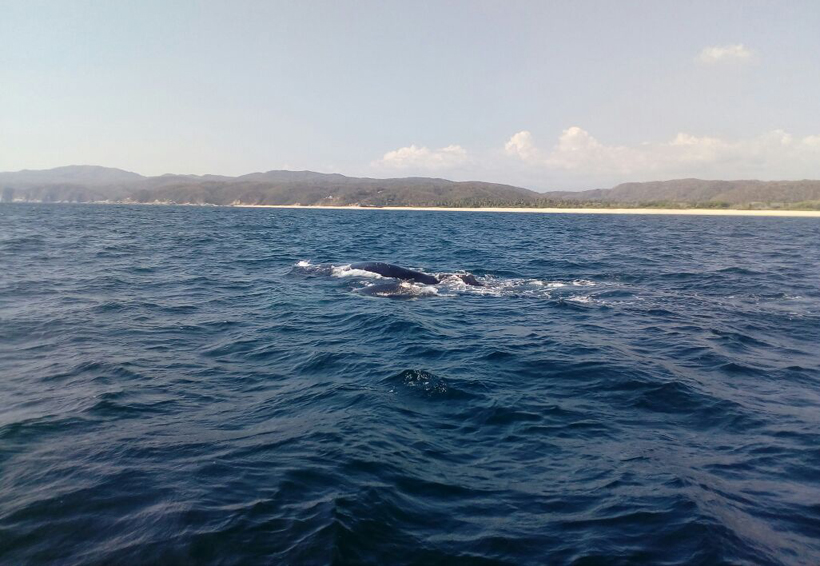 Nace ballenato en la Costa de Oaxaca