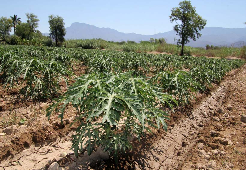 Productores de papaya; sin apoyos del gobierno de Oaxaca