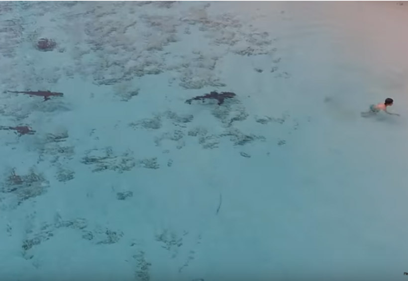Video: Dron graba el momento cuando un niño es asechado por tiburones | El Imparcial de Oaxaca
