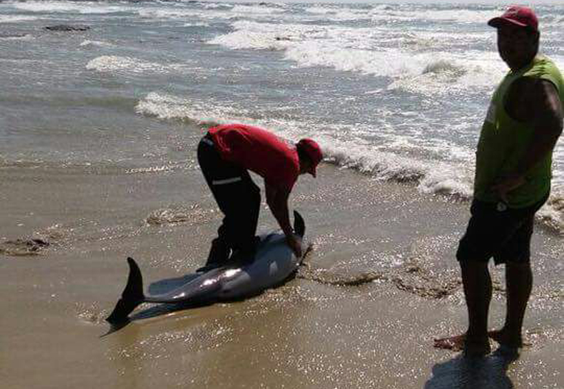Delfín varado en la Costa de Oaxaca | El Imparcial de Oaxaca