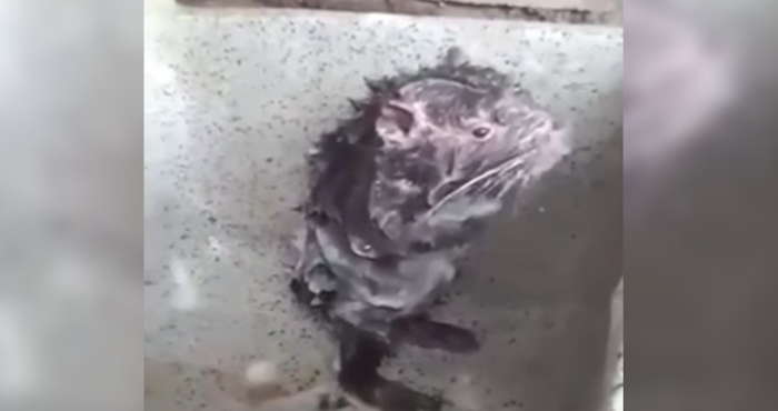 El vídeo de un ratón “tomando un baño” como si fuera una persona se vuelve viral | El Imparcial de Oaxaca
