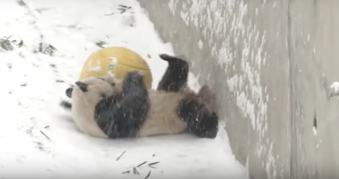 Tras fuertes nevadas en China, osos panda se revuelcan de alegría | El Imparcial de Oaxaca