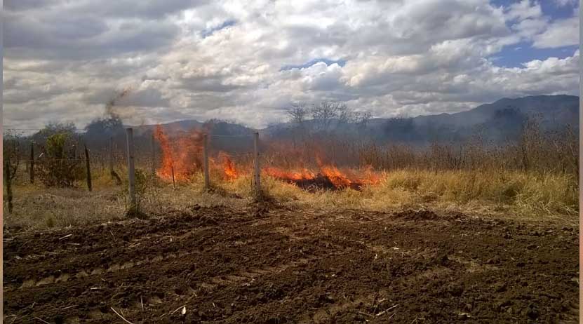 Rescatan a conejos de fuego en Zaachila, Oaxaca | El Imparcial de Oaxaca Rescatan a conejos de fuego en Zaachila, Oaxaca | El Imparcial de Oaxaca
