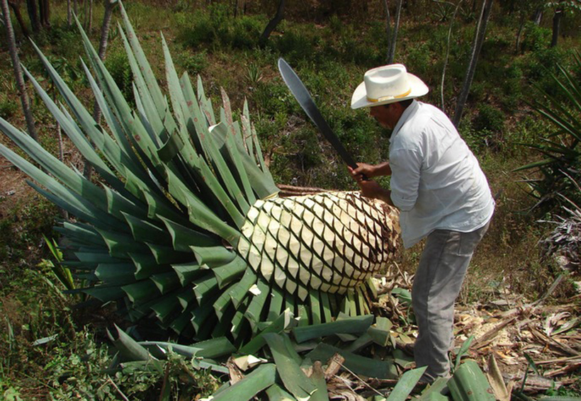 México cuenta con 159 especies de agave: UNAM | El Imparcial de Oaxaca