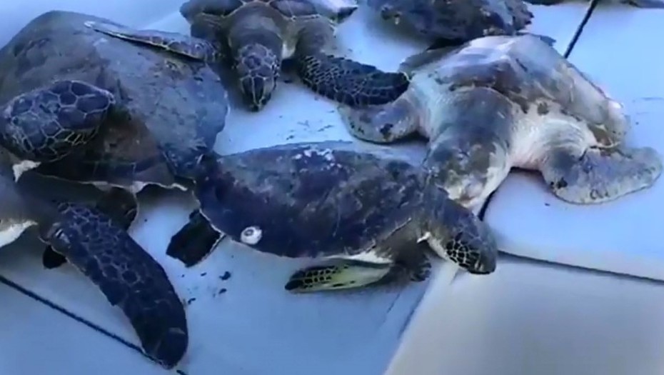 “Ciclón bomba”: iguanas y tortugas quedan “congeladas” por el frío en Florida | El Imparcial de Oaxaca