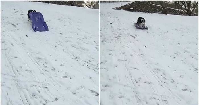 Una perrita sorprende en redes por su habilidad para deslizarse sin ayuda en un trineo por la nieve | El Imparcial de Oaxaca
