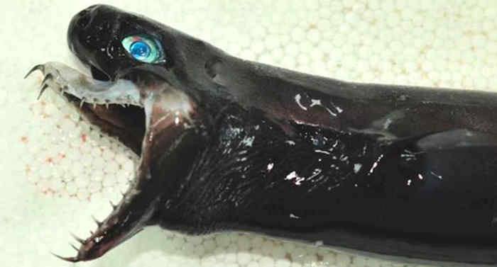 Cinco ejemplares de especie de tiburón con mandíbula extensible son hallados en Taiwán | El Imparcial de Oaxaca