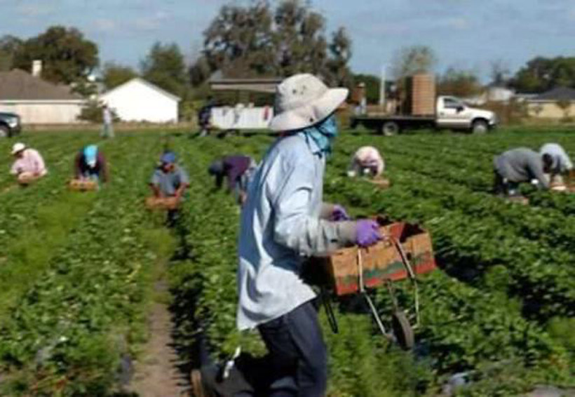 Impulsan programa de trabajadores agrícolas en Oaxaca | El Imparcial de Oaxaca Impulsan programa de trabajadores agrícolas en Oaxaca | El Imparcial de Oaxaca