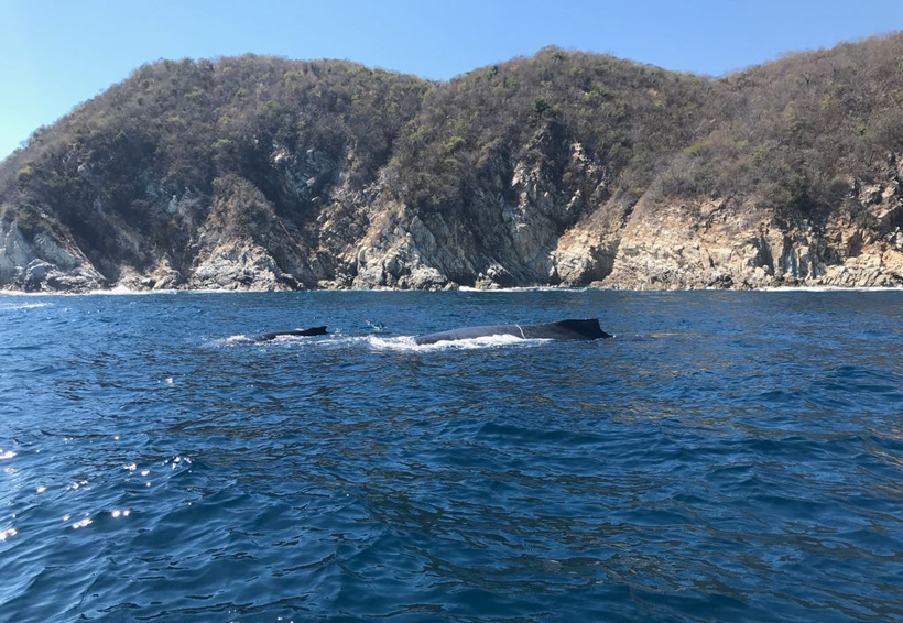 Turistean ballenas en Costa de Oaxaca