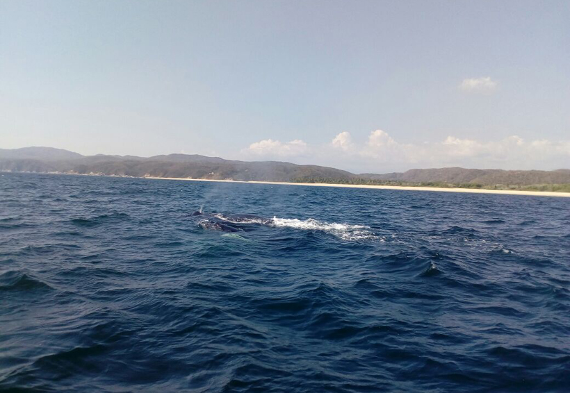 Turistean ballenas en Costa de Oaxaca