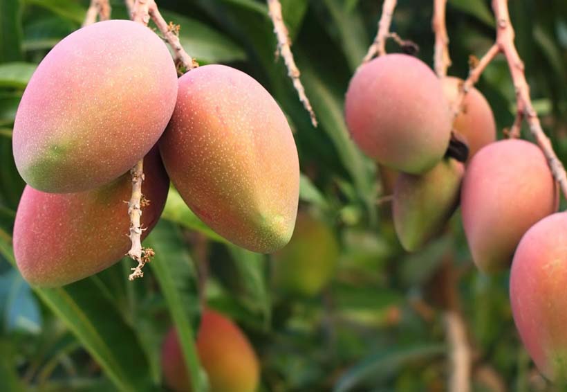 Producción de mango afectada por los vientos del Istmo