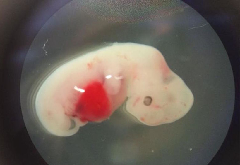 Científicos crean en un laboratorio los primeros embriones oveja-humano | El Imparcial de Oaxaca