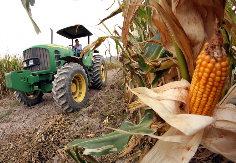 Cambia de proveedor: México compra más maíz a Brasil que a EU | El Imparcial de Oaxaca