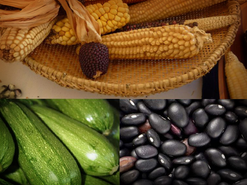 Investigadora lamenta que el maíz, calabaza y frijol pierdan importancia | El Imparcial de Oaxaca