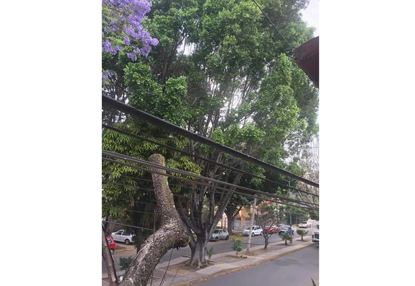 Advierten riesgo por árbol a punto de caer en el Infonavit Primero de Mayo de Oaxaca | El Imparcial de Oaxaca