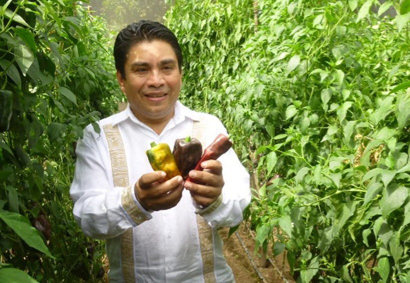 Buscan rescatar   la producción del  chile chilhuacle en la Mixteca de Oaxaca | El Imparcial de Oaxaca