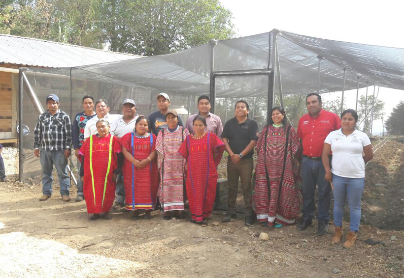 Fortalecen producción del  jitomate en la Mixteca de Oaxaca