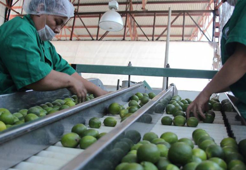Industria agrícola de Tuxtepec  recibirá inversión privada | El Imparcial de Oaxaca