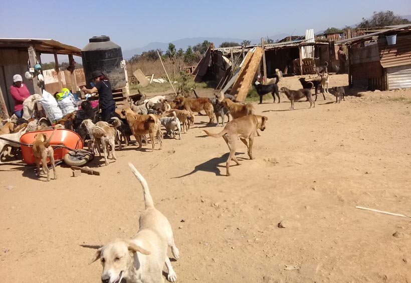 Niegan maltrato animal  en el refugio canino de Zaachila, Oaxaca