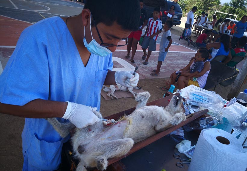 Realizan jornada de esterilización canina en la Costa de Oaxaca | El Imparcial de Oaxaca