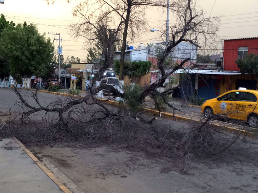 Lluvia de árboles | El Imparcial de Oaxaca