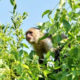 Reportan un mono capuchino suelto en Reforma