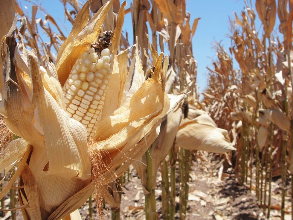 México, aspirante a primer lugar en importación de maíz | El Imparcial de Oaxaca