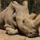 Muere último ejemplar macho de rinoceronte blanco del norte