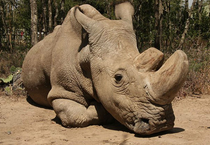 Muere último ejemplar macho de rinoceronte blanco del norte | El Imparcial de Oaxaca