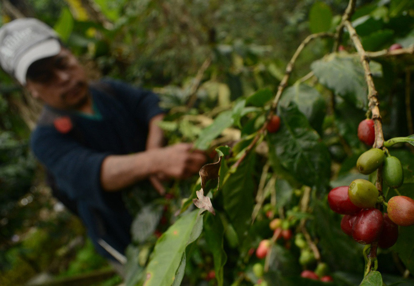 Acusan abandono productores de café en Oaxaca | El Imparcial de Oaxaca