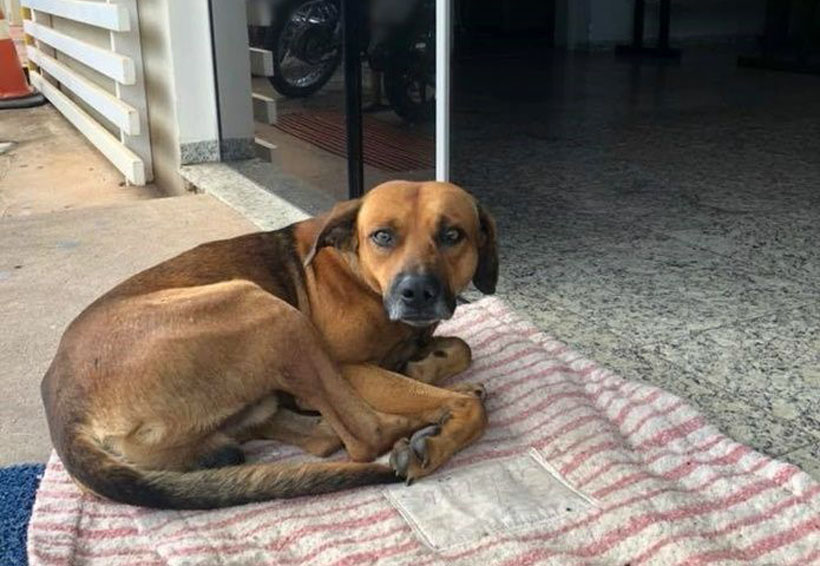 Perro fiel lleva  cuatro meses esperando a su amo en un hospital | El Imparcial de Oaxaca