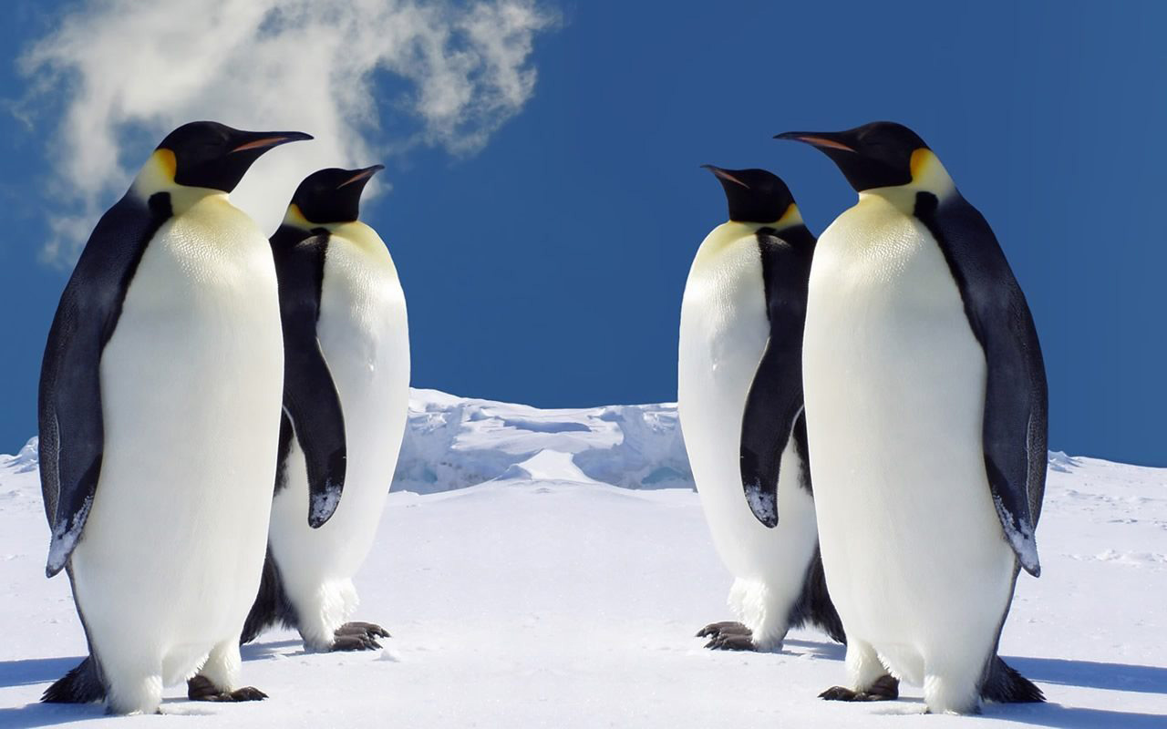Son hallados 1.5 millones de pingüinos en el Antártico | El Imparcial de Oaxaca