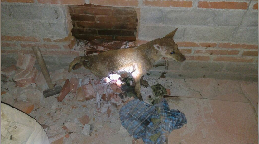 Rescatan a perro en Ejutla de Crespo | El Imparcial de Oaxaca