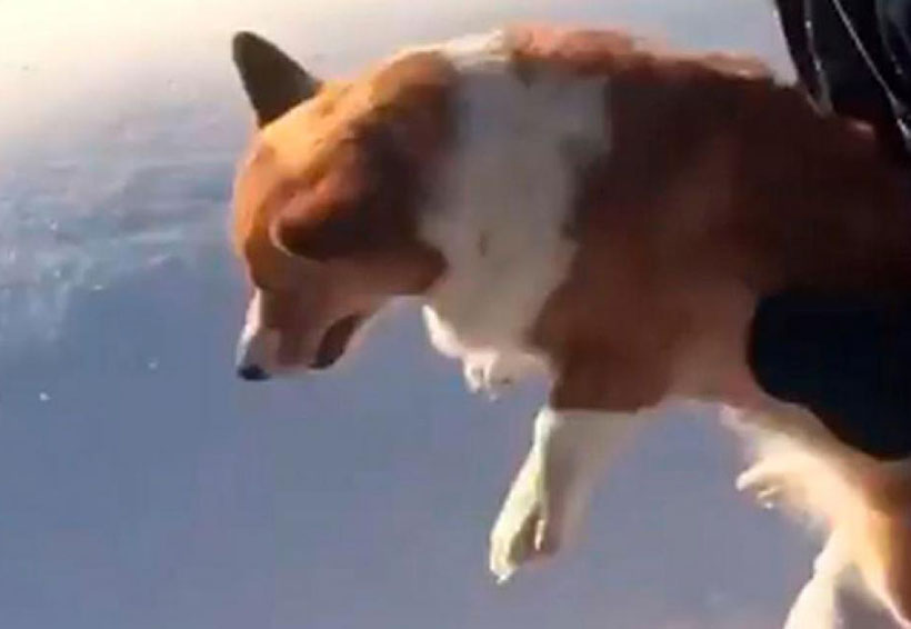 Video: Hombre arroja perrito desde las alturas al vacio | El Imparcial de Oaxaca