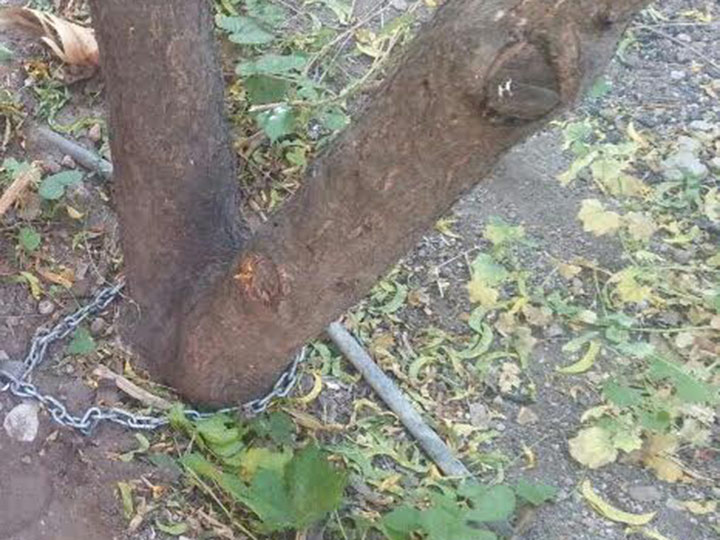 Niño era encadenado a un árbol, ya fue rescatado | El Imparcial de Oaxaca