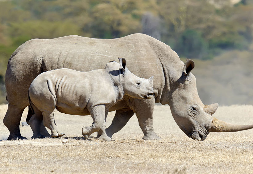 Rinoceronte blanco la desaparición de una especie