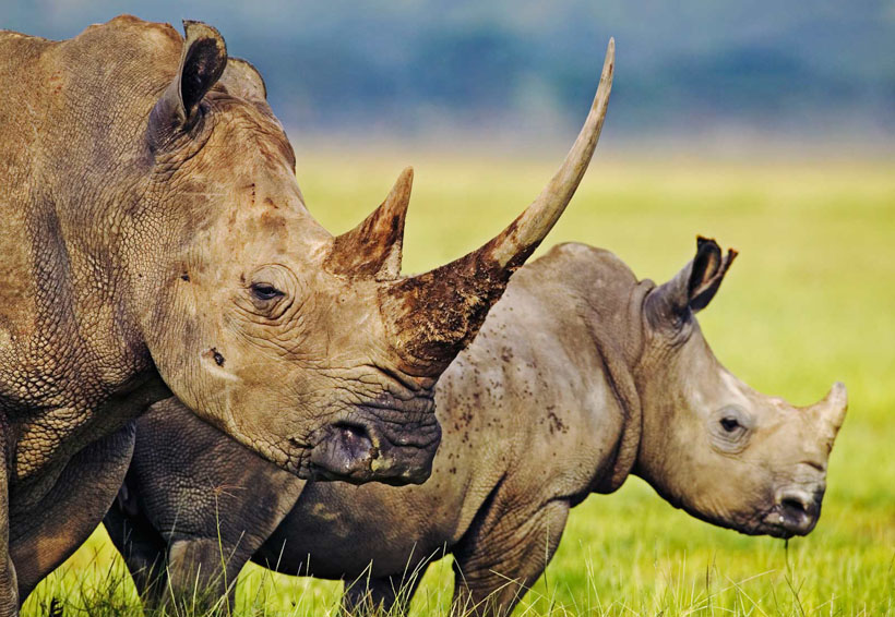 Rinoceronte blanco la desaparición de una especie