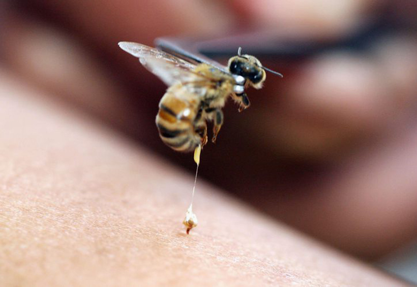 ¿Qué debes hacer cuando te pica una abeja? | El Imparcial de Oaxaca