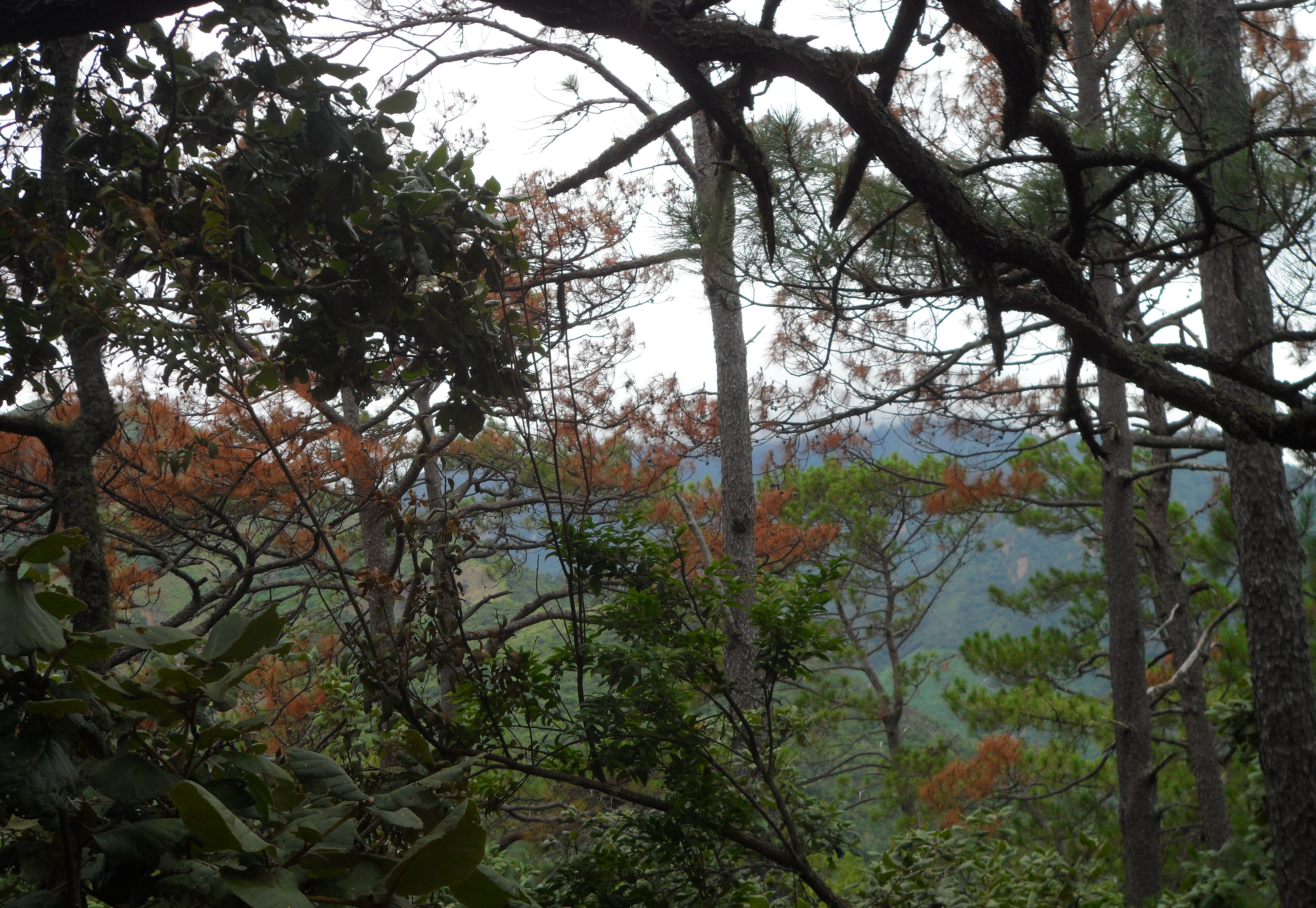 Incendios forestales: amenaza de los bosques en Oaxaca